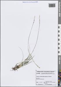 Овсяница живородящая Krajina ex Pavlick, Сибирь, Центральная Сибирь (S3) (Россия)