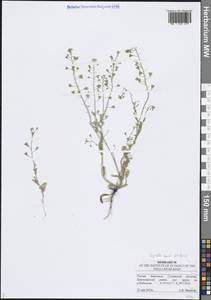 Пастушья сумка обыкновенная (L.) Medik., Восточная Европа, Средневолжский район (E8) (Россия)