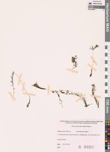 Пузырчатка средняя  Hayne, Сибирь, Чукотка и Камчатка (S7) (Россия)