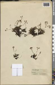 Камнеломка, Западная Европа (EUR) (Франция)