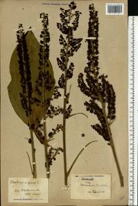 Чемерица черная L., Восточная Европа, Северо-Украинский район (E11) (Украина)