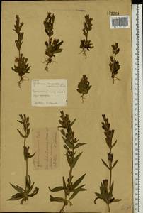 Горечавочка горьковатая (L.) Börner, Восточная Европа, Московская область и Москва (E4a) (Россия)