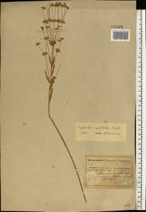 Молочай мелкоплодный (Prokh.) Krylov, Восточная Европа, Средневолжский район (E8) (Россия)