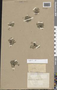 Липучка, Средняя Азия и Казахстан, Прикаспийский Устюрт и Северное Приаралье (M8) (Казахстан)