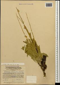 Anchonium elichrysifolium (DC.) Boiss., Кавказ, Армения (K5) (Армения)