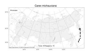 Carex michauxiana, Осока Мишо Boeckeler, Атлас флоры России (FLORUS) (Россия)