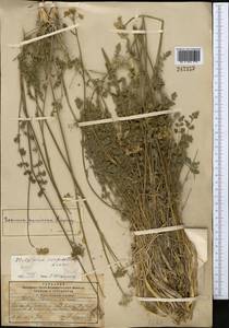 Семеновия разнозубчатая (Korovin) Manden., Средняя Азия и Казахстан, Памир и Памиро-Алай (M2) (Таджикистан)