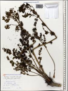 Lophosciadium galbaniferum (Mill.) Lyskov & Akalın, Кавказ, Черноморское побережье (от Новороссийска до Адлера) (K3) (Россия)