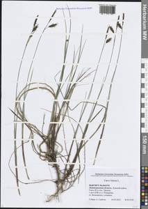 Осока топяная L., Восточная Европа, Северо-Западный район (E2) (Россия)
