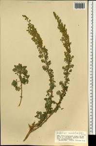 Artemisia stechmanniana Besser, Монголия (MONG) (Монголия)