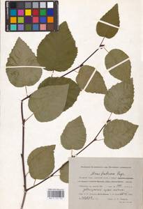 Ольховник кустарниковый, Ольха кустарниковая (Rupr.) Raus, Сибирь, Западная Сибирь (S1) (Россия)