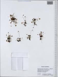 Росянка круглолистная L., Сибирь, Чукотка и Камчатка (S7) (Россия)