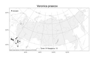 Veronica praecox, Вероника ранняя All., Атлас флоры России (FLORUS) (Россия)