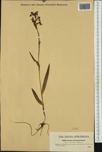 Dactylorhiza majalis subsp. lapponica (Laest. ex Hartm.) H.Sund., Западная Европа (EUR) (Австрия)