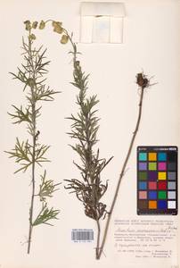 Aconitum anthora subsp. anthora, Восточная Европа, Восточный район (E10) (Россия)