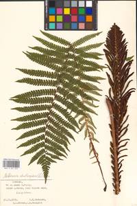 Страусник обыкновенный (L.) Tod., Восточная Европа, Эстония (E2c) (Эстония)