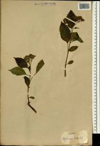 Hydrangea hirta (Thunb.) Siebold, Зарубежная Азия (ASIA) (Неизвестно)