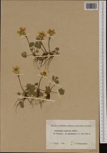 Лютик горный Willd., Западная Европа (EUR) (Болгария)