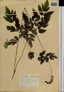 Клопогон простой (DC.) Wormsk. ex Fisch. & C.A.Mey., Сибирь, Дальний Восток (S6) (Россия)