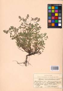 MHA 0 157 122, Thymus pannonicus All., Восточная Европа, Центральный лесостепной район (E6) (Россия)