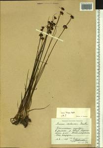 Juncus castaneus subsp. triceps (Rostk.) V. Novik., Сибирь, Центральная Сибирь (S3) (Россия)