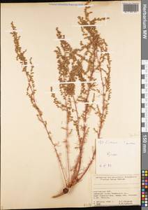 Artemisia oliveriana J. Gay ex DC., Средняя Азия и Казахстан, Памир и Памиро-Алай (M2) (Киргизия)