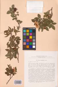 Шиповник щитконосный, Роза щитконосная Borkh., Восточная Европа, Южно-Украинский район (E12) (Украина)