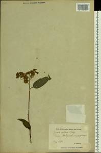Спирея японская L. fil., Восточная Европа, Эстония (E2c) (Эстония)