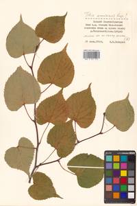 Липа амурская Rupr., Сибирь, Дальний Восток (S6) (Россия)