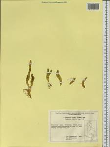 Huperzia selago subsp. appressa (La Pylaie ex Desv.) D.Löve, Сибирь, Чукотка и Камчатка (S7) (Россия)