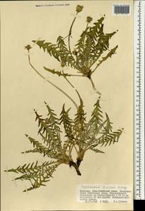 Одуванчик китайский Kitag., Монголия (MONG) (Монголия)