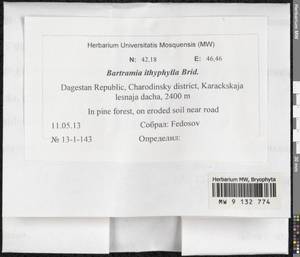 Bartramia ithyphylla Brid., Гербарий мохообразных, Мхи - Северный Кавказ и Предкавказье (B12) (Россия)