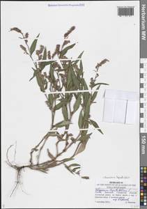 Горец развесистый, Горец щавелелистный (L.) Gray, Восточная Европа, Средневолжский район (E8) (Россия)