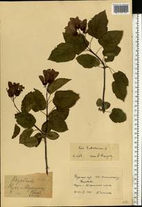 Клен татарский, Черноклен L., Восточная Европа, Центральный лесостепной район (E6) (Россия)