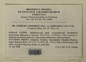 Andreaea rupestris var. papillosa (Lindb.) Podp., Гербарий мохообразных, Мхи - Прибайкалье и Забайкалье (B18) (Россия)