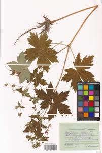 Герань Максимовича Regel & Maack, Сибирь, Дальний Восток (S6) (Россия)