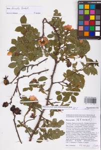 Шиповник рощевой, Шиповник кустарниковый Bechst., Восточная Европа, Южно-Украинский район (E12) (Украина)