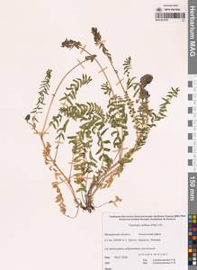 Остролодочник отклоненный  (Pall.) DC., Сибирь, Чукотка и Камчатка (S7) (Россия)