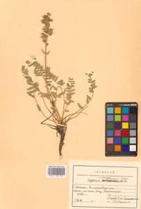Oxytropis calcareorum N.S.Pavlova, Сибирь, Дальний Восток (S6) (Россия)