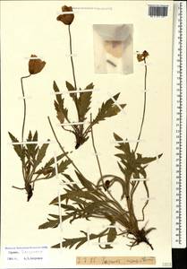 Papaver lateritium subsp. monanthum (Trautv.) Kadereit, Кавказ, Грузия (K4) (Грузия)