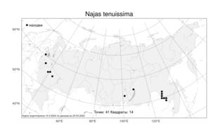 Najas tenuissima, Наяда тончайшая (A.Braun ex Magnus) Magnus, Атлас флоры России (FLORUS) (Россия)