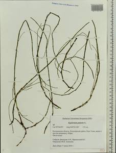 Хвощ болотный L., Восточная Европа, Центральный лесной район (E5) (Россия)