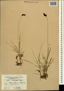 Carex aterrima subsp. medwedewii (Leskov) T.V.Egorova, Кавказ, Южная Осетия (K4b) (Южная Осетия)