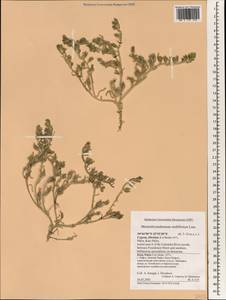 Mesembryanthemum nodiflorum L., Зарубежная Азия (ASIA) (Кипр)
