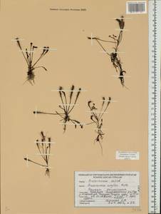 Drosera × anglica Huds., Восточная Европа, Белоруссия (E3a) (Белоруссия)