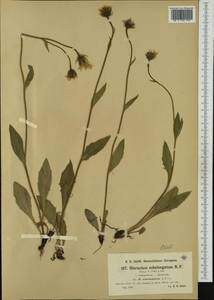 Hieracium porrectum subsp. subelongatum (Nägeli & Peter) Zahn, Западная Европа (EUR) (Швейцария)