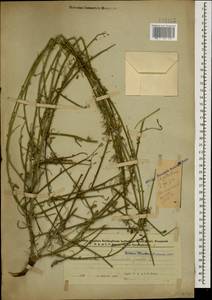 Хондрилла ситниковидная L., Кавказ, Азербайджан (K6) (Азербайджан)