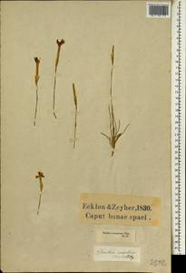 Dianthus caespitosus, Африка (AFR) (ЮАР)