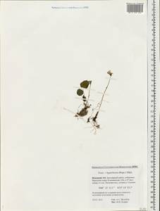 Viola epipsila subsp. repens (Turcz.) W. Becker, Восточная Европа, Северный район (E1) (Россия)