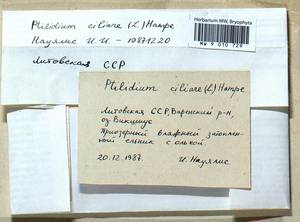 Ptilidium ciliare (L.) Hampe, Гербарий мохообразных, Мхи - Прибалтика (B1) (Литва)